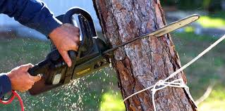 Trail Creek, IN Tree Services Company